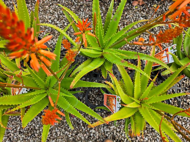 Aloe Hybrida Copper Shower. Common name: Aloe Copper Shower