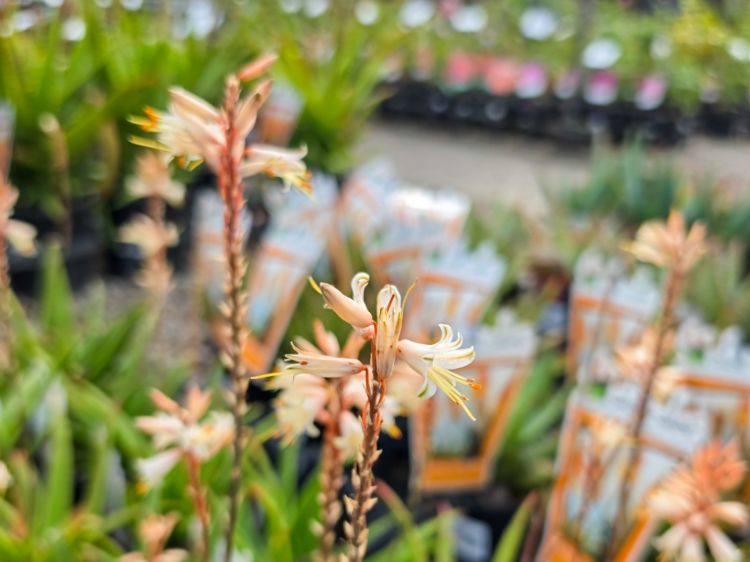 Aloe hybrida Fairy Pink