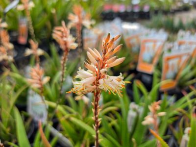 Aloe hybrida Fairy Pink