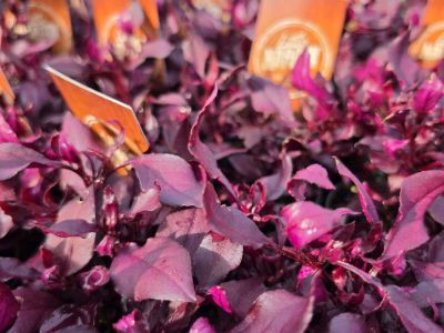 Alternanthera dentata Little Maroon