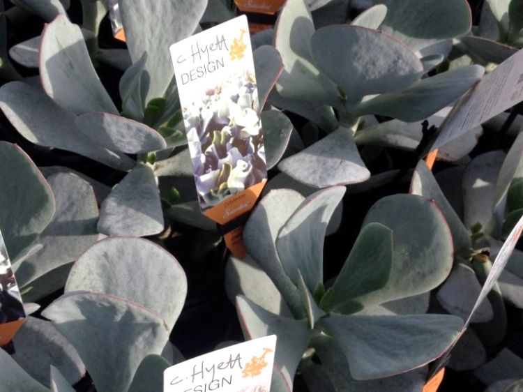 Cotyledon orbiculata Silver Dust. Common name - Pigs Ear, Round Leafed Navel Wort, Succulent