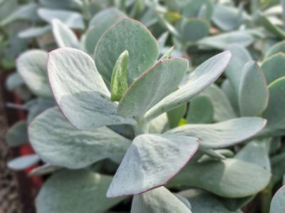 Cotyledon orbiculata Silver Dust. Common name - Pigs Ear, Round Leafed Navel Wort, Succulent