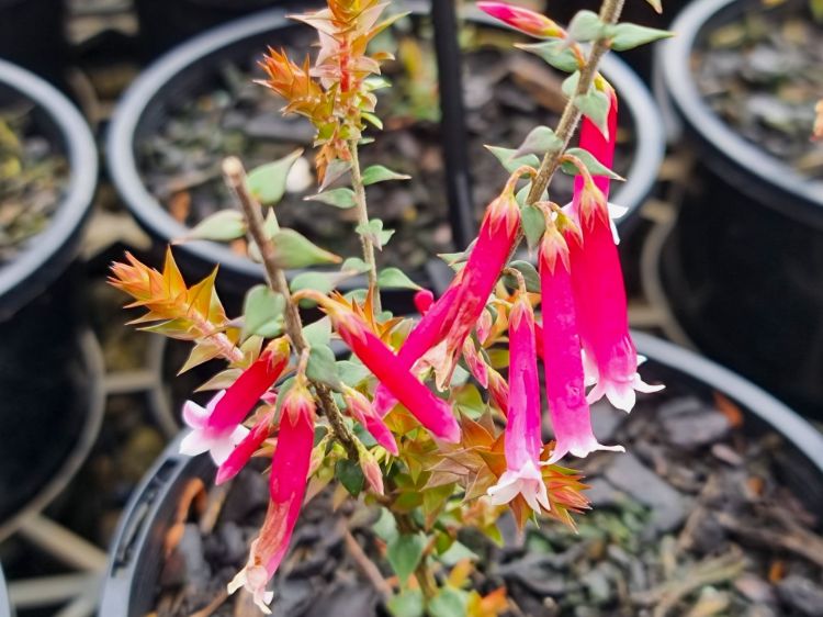 Epacris longiflora reclinata Pan Pipes. Common name - Fuchsia Heath