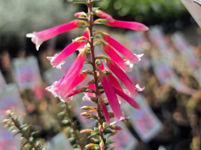Epacris longiflora reclinata Pan Pipes. Common name - Fuchsia Heath