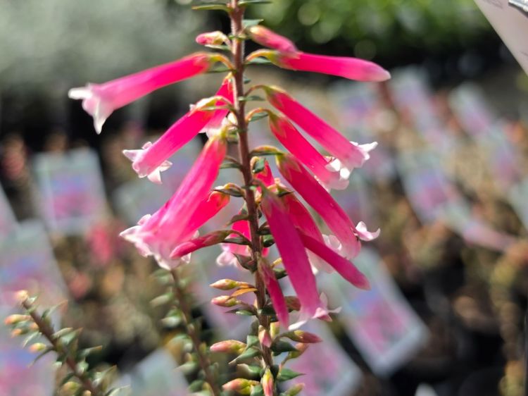 Epacris longiflora reclinata Pan Pipes. Common name - Fuchsia Heath