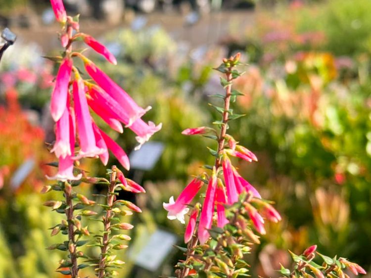 Epacris longiflora reclinata Pan Pipes. Common name - Fuchsia Heath