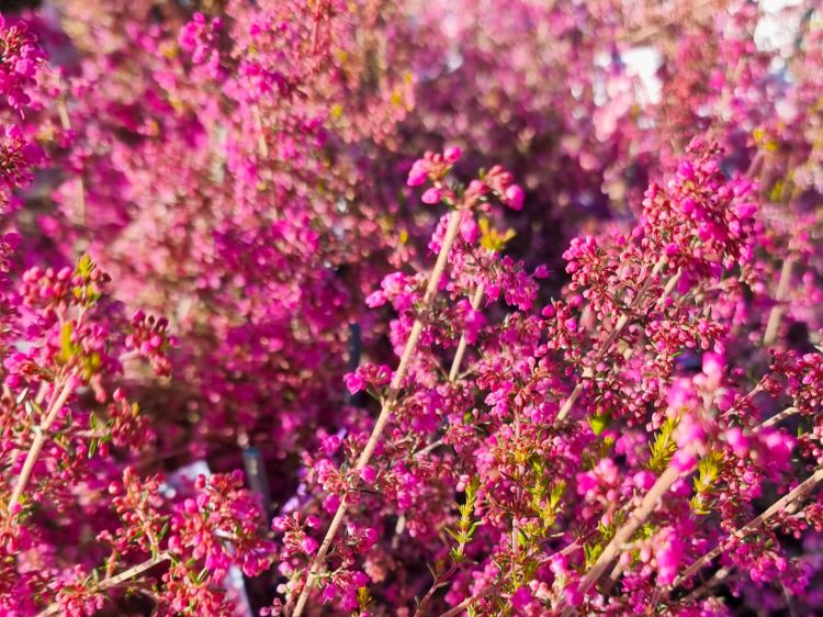 Erica hybrida Annie. Common name - Heath