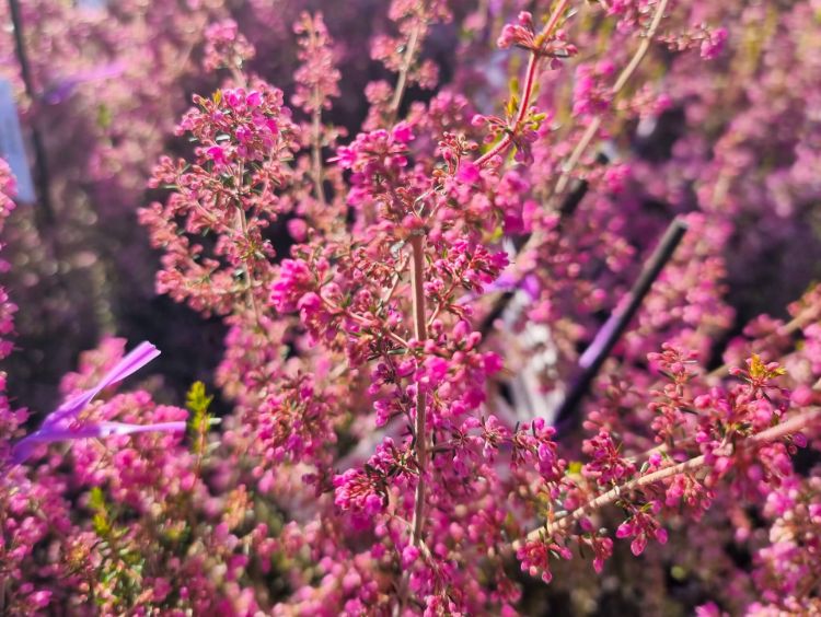 Erica hybrida Annie. Common name - Heath