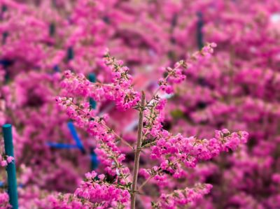 Erica hybrida Annie. Common name - Heath