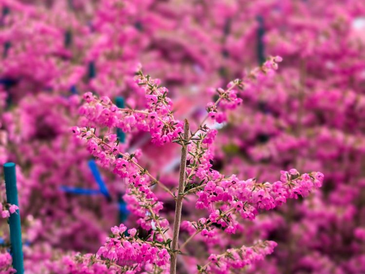 Erica hybrida Annie. Common name - Heath