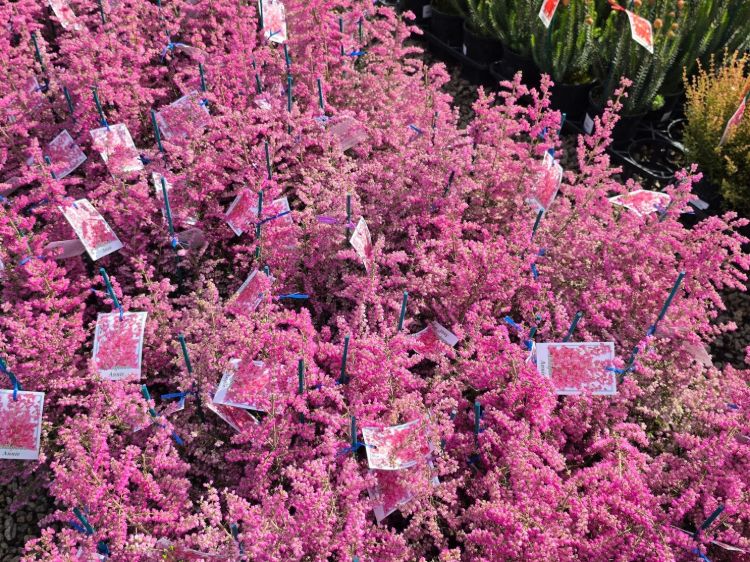 Erica hybrida Annie. Common name - Heath