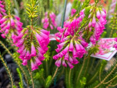 Erica hybrida Rhapsody. Common Name - Heath.