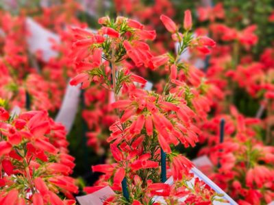 Erica hybrida Winter Fire. Common Name - Heath.