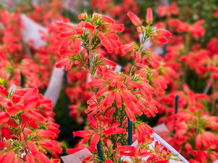 Erica hybrida Winter Fire. Common Name - Heath.