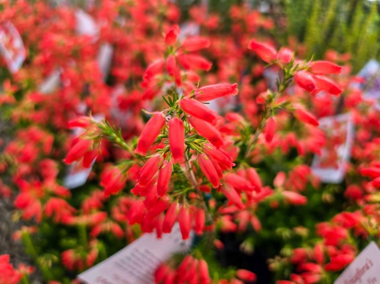 Erica hybrida Winter Fire. Common Name - Heath.