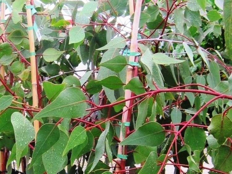 Eucalyptus caesia Silver Princess native Australian tree. Common name - Gungurru, Silver Princess, Gum