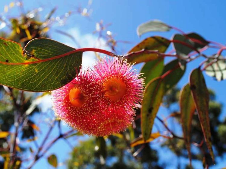 Eucalyptus caesia Silver Princess native Australian tree. Common name - Gungurru, Silver Princess, Gum