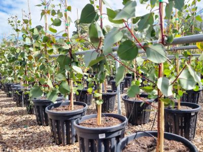 Eucalyptus caesia Silver Princess native Australian tree. Common name - Gungurru, Silver Princess, Gum