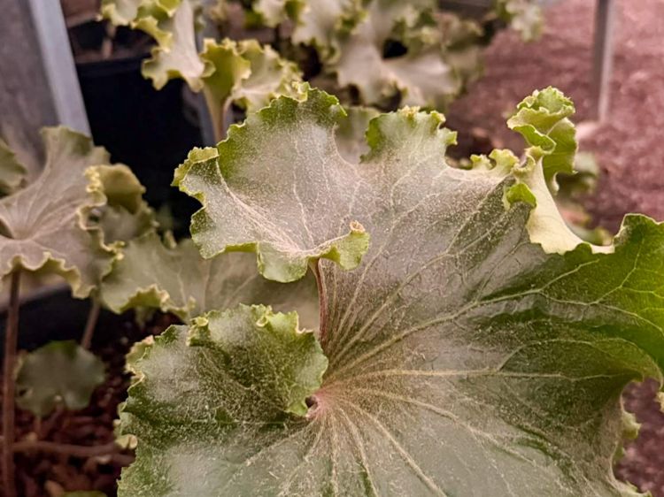 Farfugium japonicum Crispata. Common Name - Crested Leopard Plant