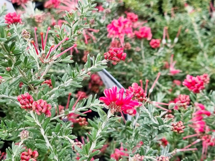 Grevillea hybrida Strawberry Smoothie flowering native shrub. Common name - Spider Flower, Toothbrush Plant