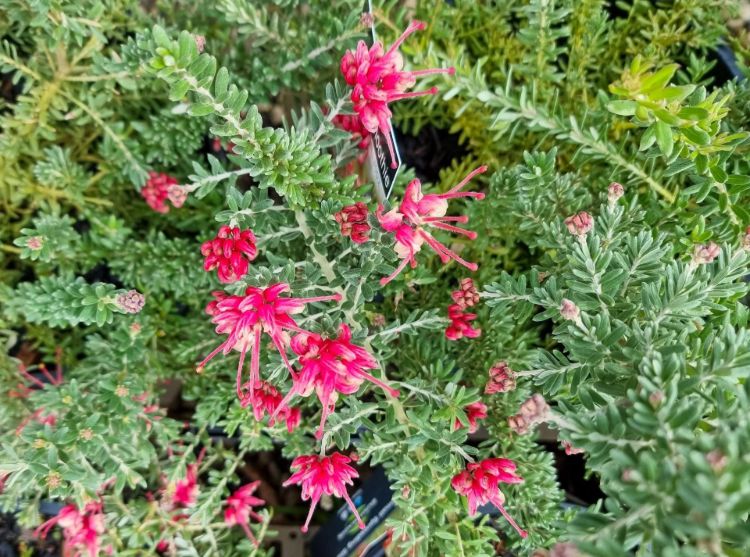 Grevillea hybrida Strawberry Smoothie flowering native shrub. Common name - Spider Flower, Toothbrush Plant