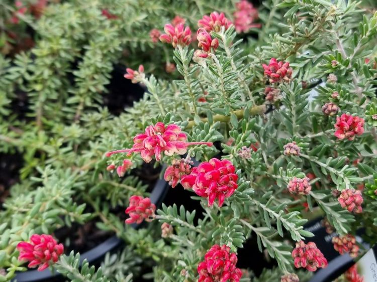 Grevillea hybrida Strawberry Smoothie flowering native shrub. Common name - Spider Flower, Toothbrush Plant