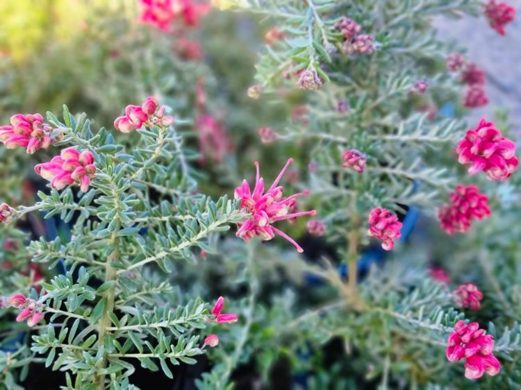 Grevillea hybrida Strawberry Smoothie flowering native shrub. Common name - Spider Flower, Toothbrush Plant