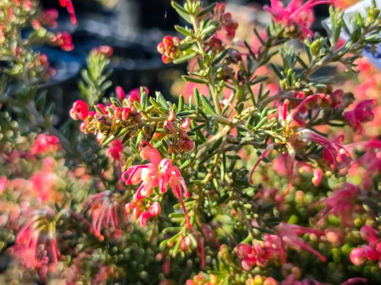 Grevillea hybrida Strawberry Smoothie flowering native shrub. Common name - Spider Flower, Toothbrush Plant