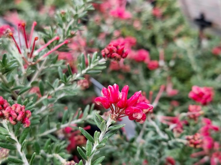 Grevillea hybrida Strawberry Smoothie flowering native shrub. Common name - Spider Flower, Toothbrush Plant