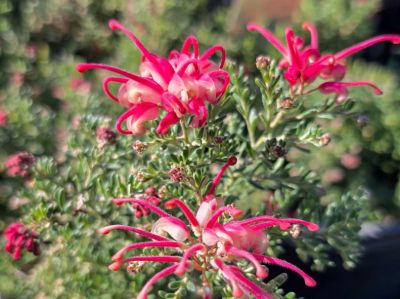 Grevillea hybrida Winter Delight. Common Name - Red Flowering Toothbrush Plant.