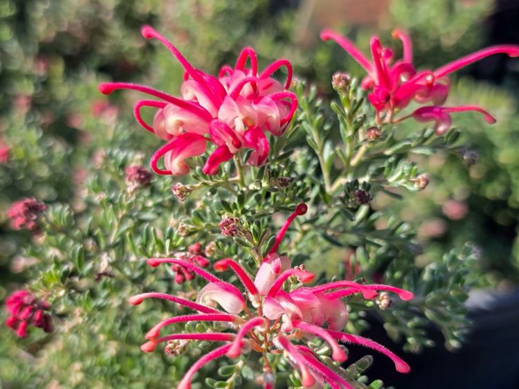 Grevillea hybrida Winter Delight. Common Name - Red Flowering Toothbrush Plant.