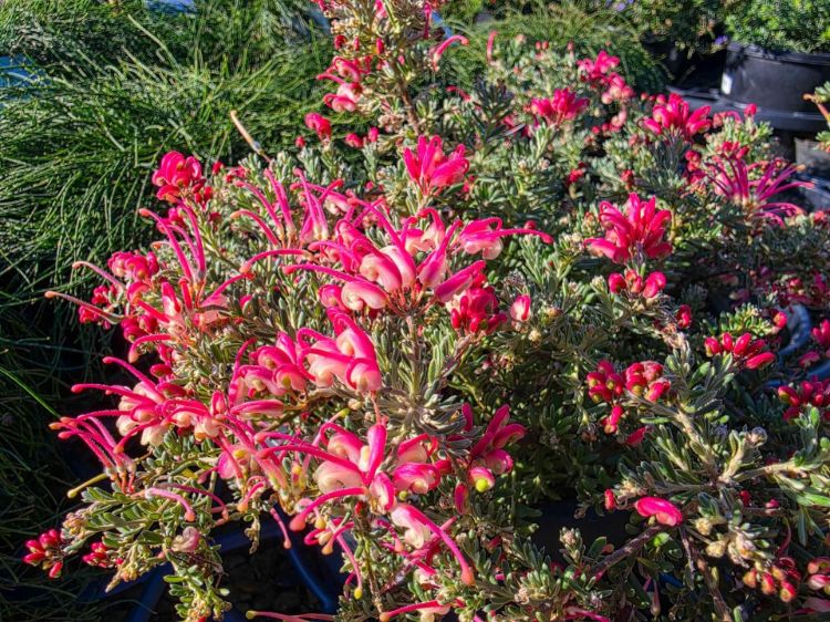 Grevillea hybrida Winter Delight. Common Name - Red Flowering Toothbrush Plant.