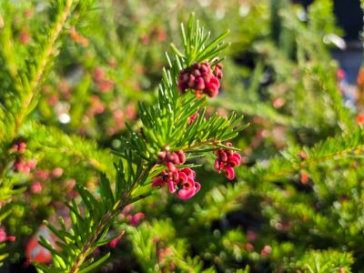 Grevillea lanigera lavandulacea Cherry Ripe flowering native shrub. Common name - Woolly Grevillea, Lavender Grevillea