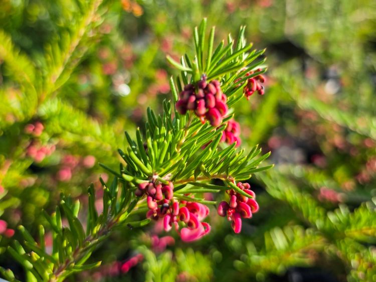 Grevillea lanigera lavandulacea Cherry Ripe flowering native shrub. Common name - Woolly Grevillea, Lavender Grevillea
