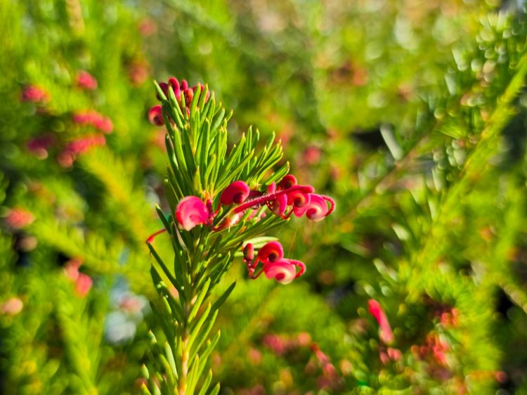Grevillea lanigera lavandulacea Cherry Ripe flowering native shrub. Common name - Woolly Grevillea, Lavender Grevillea