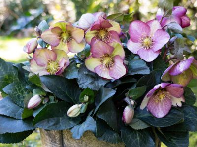 Helleborous hybrida Frostkiss Magico. Common Name - Winter Rose, Lenten Rose, Hellebore.