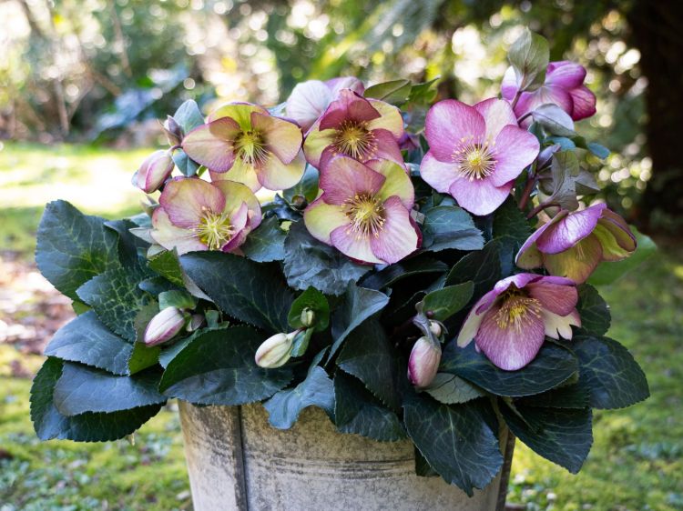 Helleborous hybrida Frostkiss Magico. Common Name - Winter Rose, Lenten Rose, Hellebore.