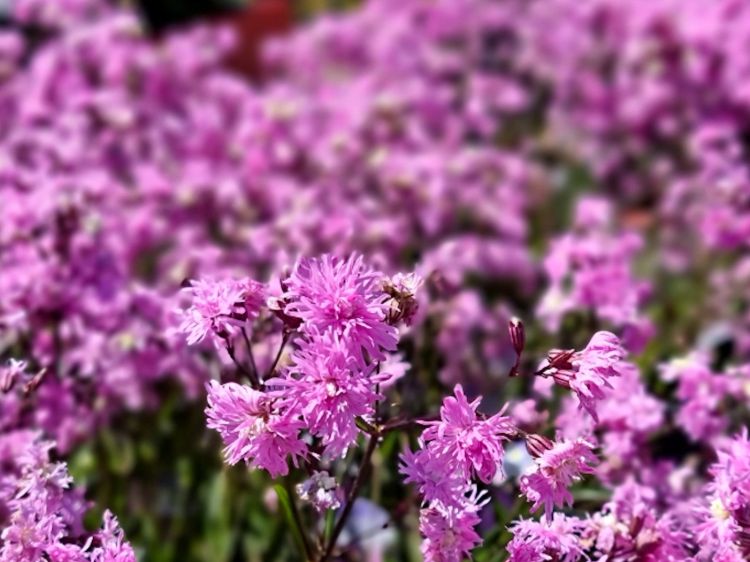 Lychnis flos cuculi Petite Jenny. Common name - Ragged Robin