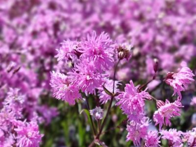 Lychnis flos cuculi Petite Jenny. Common name - Ragged Robin