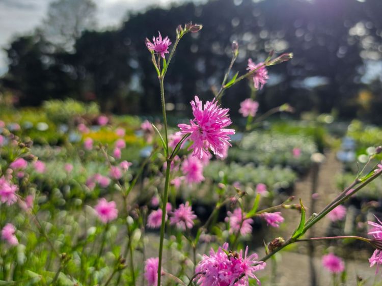 Lychnis flos cuculi Petite Jenny. Common name - Ragged Robin