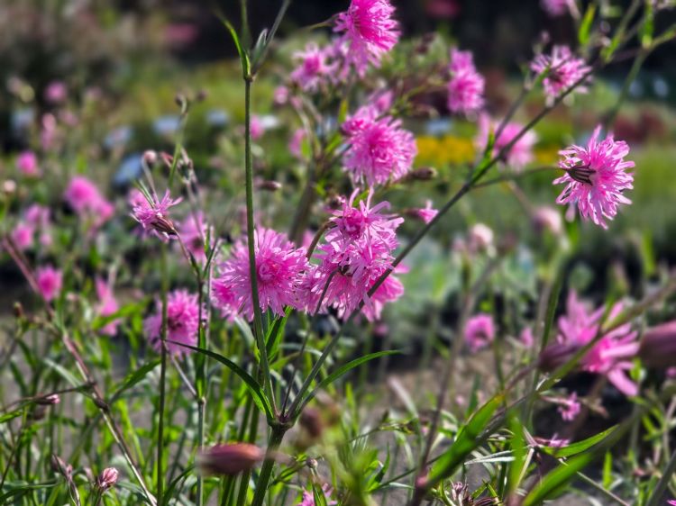 Lychnis flos cuculi Petite Jenny. Common name - Ragged Robin