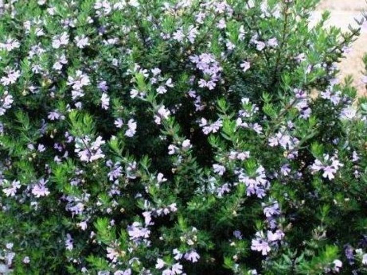 Westringia fruticosa Naringa PBR. Common name - Native Rosemary, Coastal Rosemary, Coast Rosemary, WES01