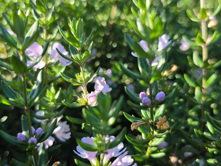 Westringia fruticosa Naringa PBR. Common name - Native Rosemary, Coastal Rosemary, Coast Rosemary, WES01