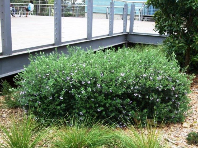 Westringia fruticosa Naringa PBR. Common name - Native Rosemary, Coastal Rosemary, Coast Rosemary, WES01