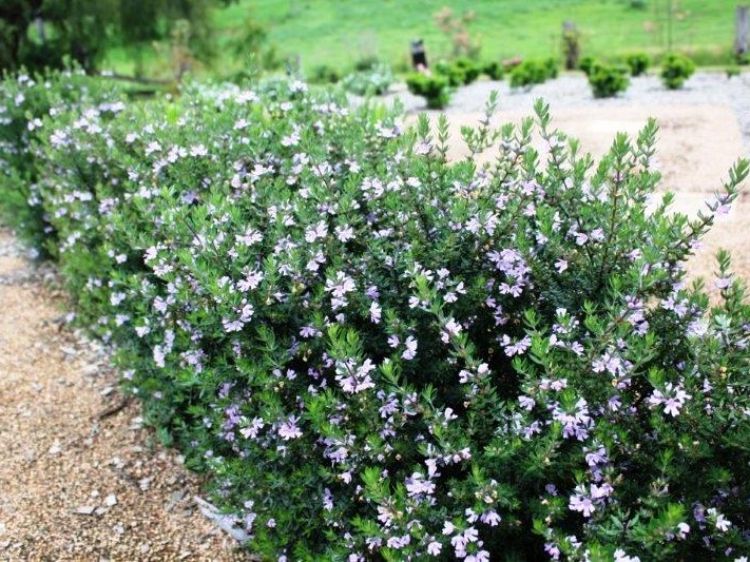 Westringia fruticosa Naringa PBR. Common name - Native Rosemary, Coastal Rosemary, Coast Rosemary, WES01
