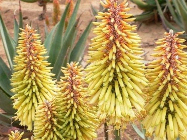Aloe hybrida Moonglow. Common name - Succulent
