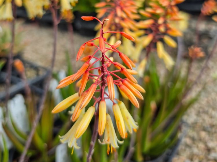Aloe hybrida Winter Bells. Common name - LEO8521A, Succulent