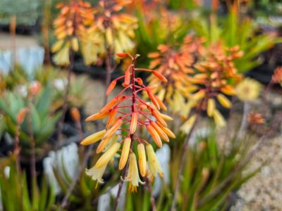 Aloe hybrida Winter Bells. Common name - LEO8521A, Succulent