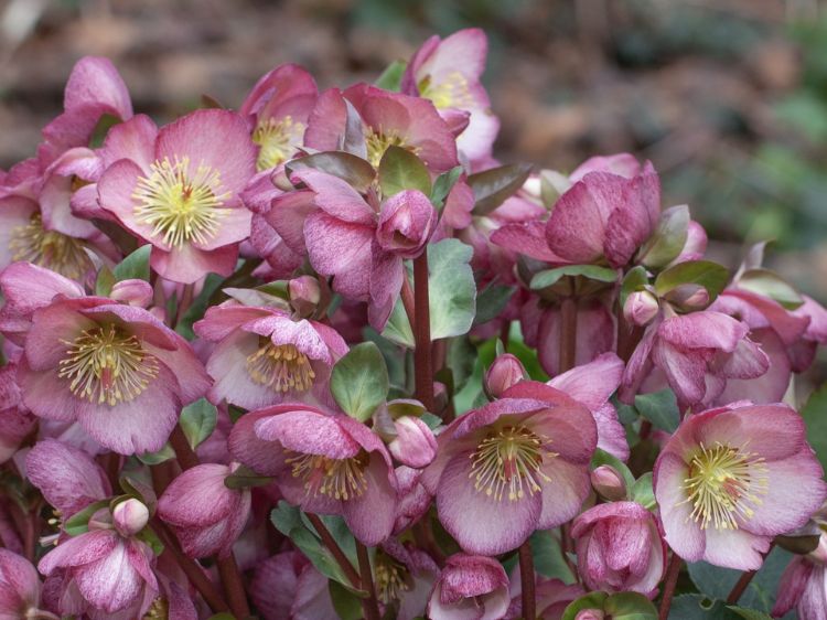 Helleborus hybrida Frostkiss Elemental PBR. Common name - Winter Rose, Lenten Rose, Hellebore