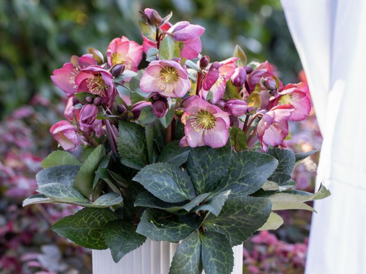 Helleborus hybrida Frostkiss Elemental PBR. Common name - Winter Rose, Lenten Rose, Hellebore
